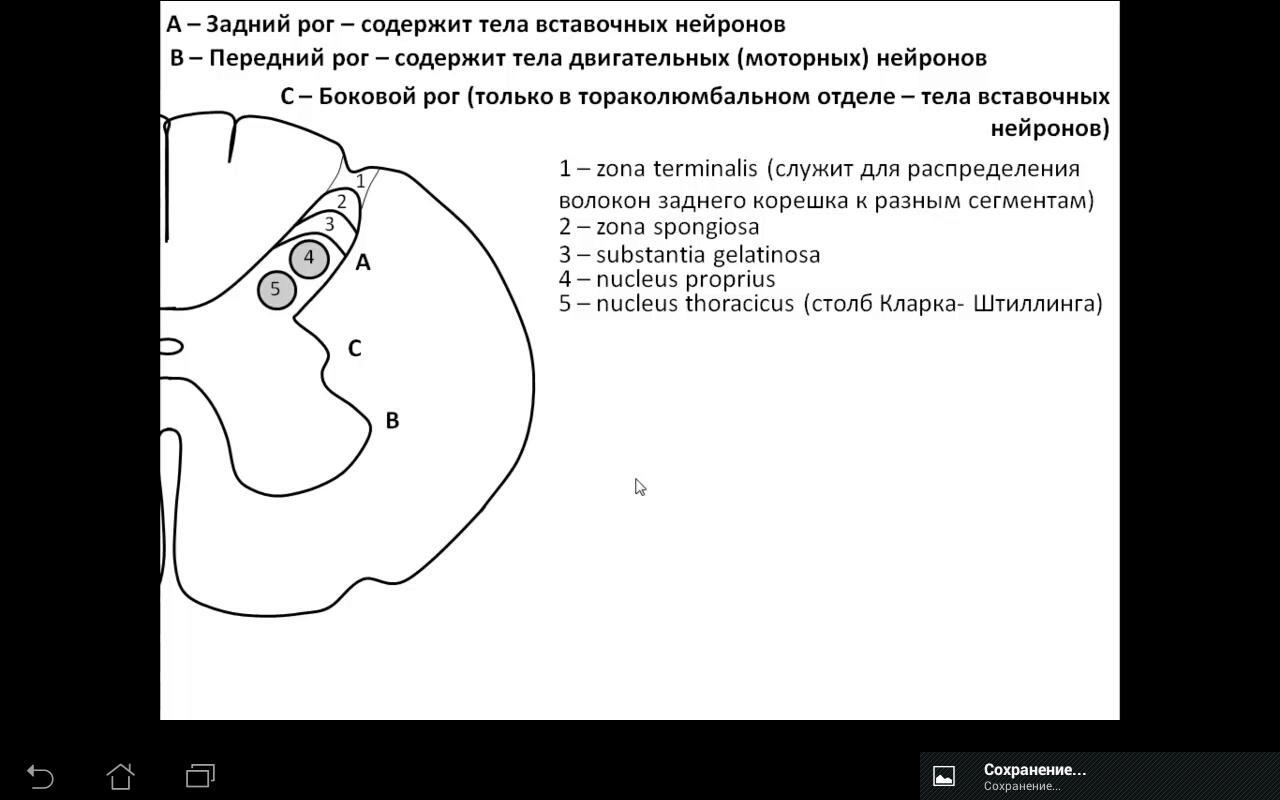 Medulla spinalis.