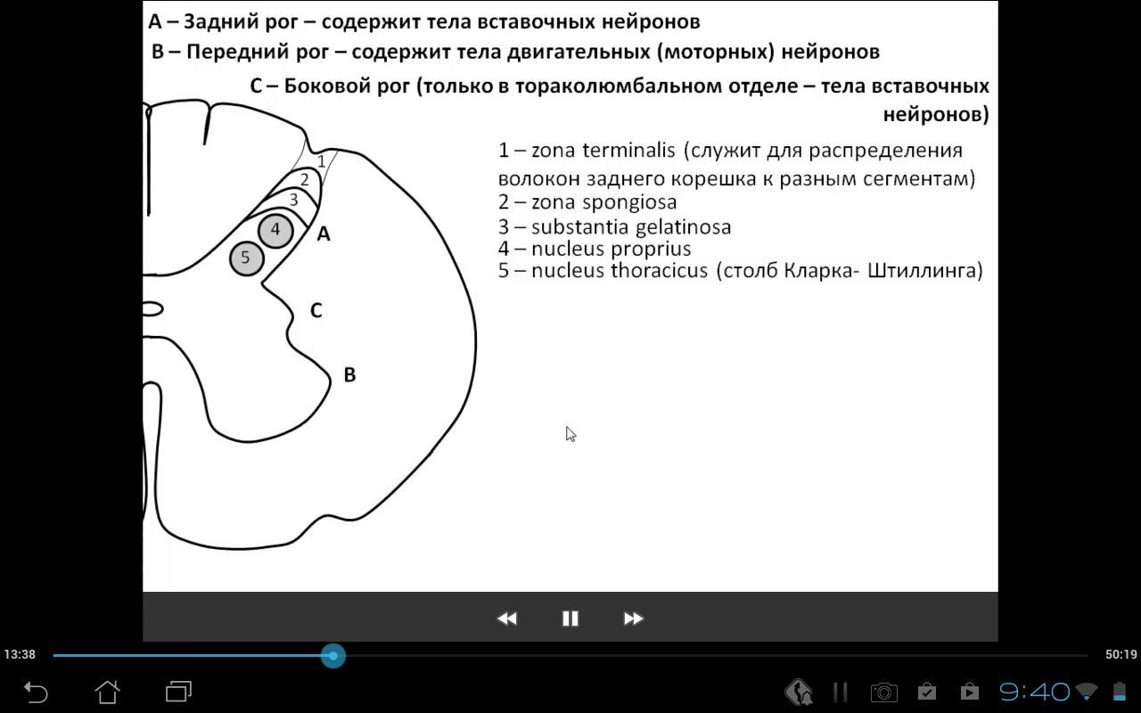 Medulla spinalis.