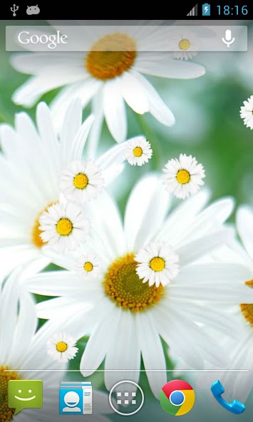 Daisy Flower