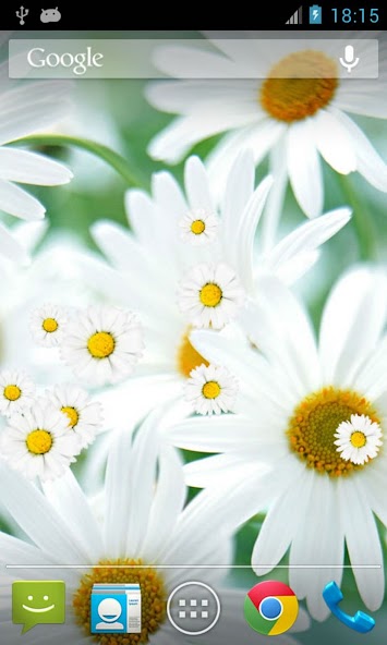 Daisy Flower