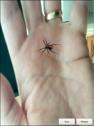 Fake Spider Fun