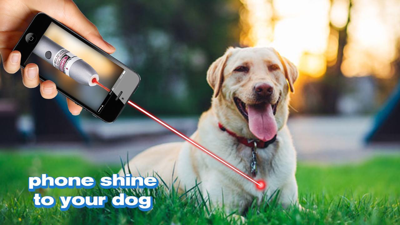 Laser For Dogs New Prank