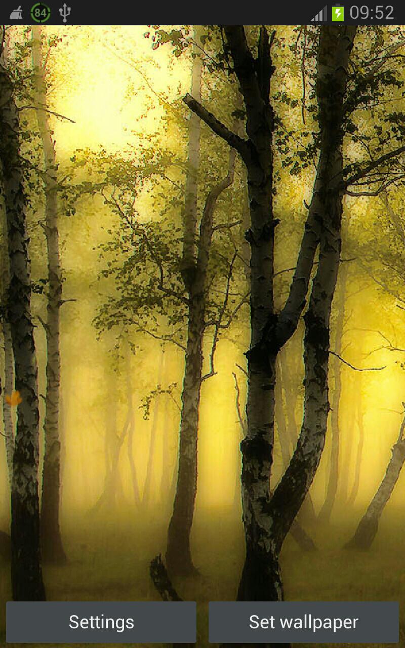 Fall Leaves Wallpaper Forest