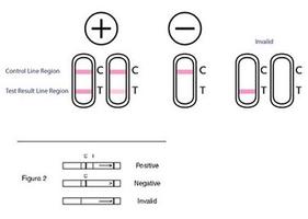 Free Pregnancy Test - Guide