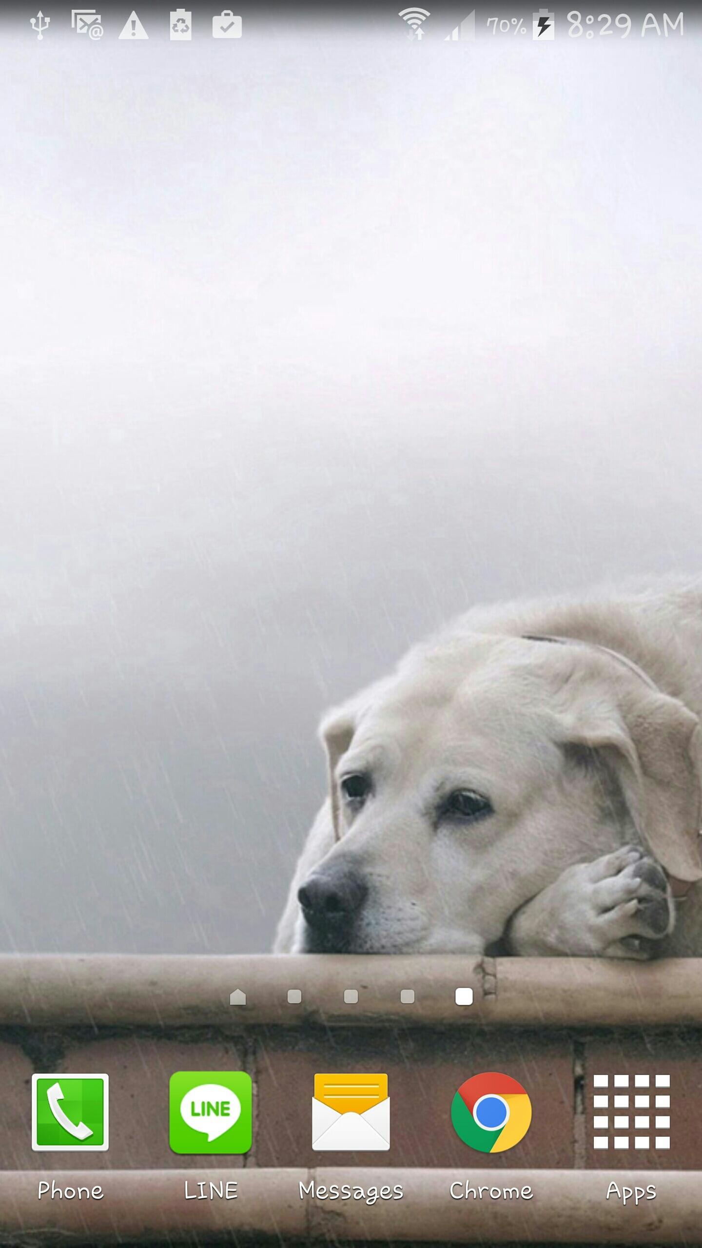 Labrador retriever Wallpaper