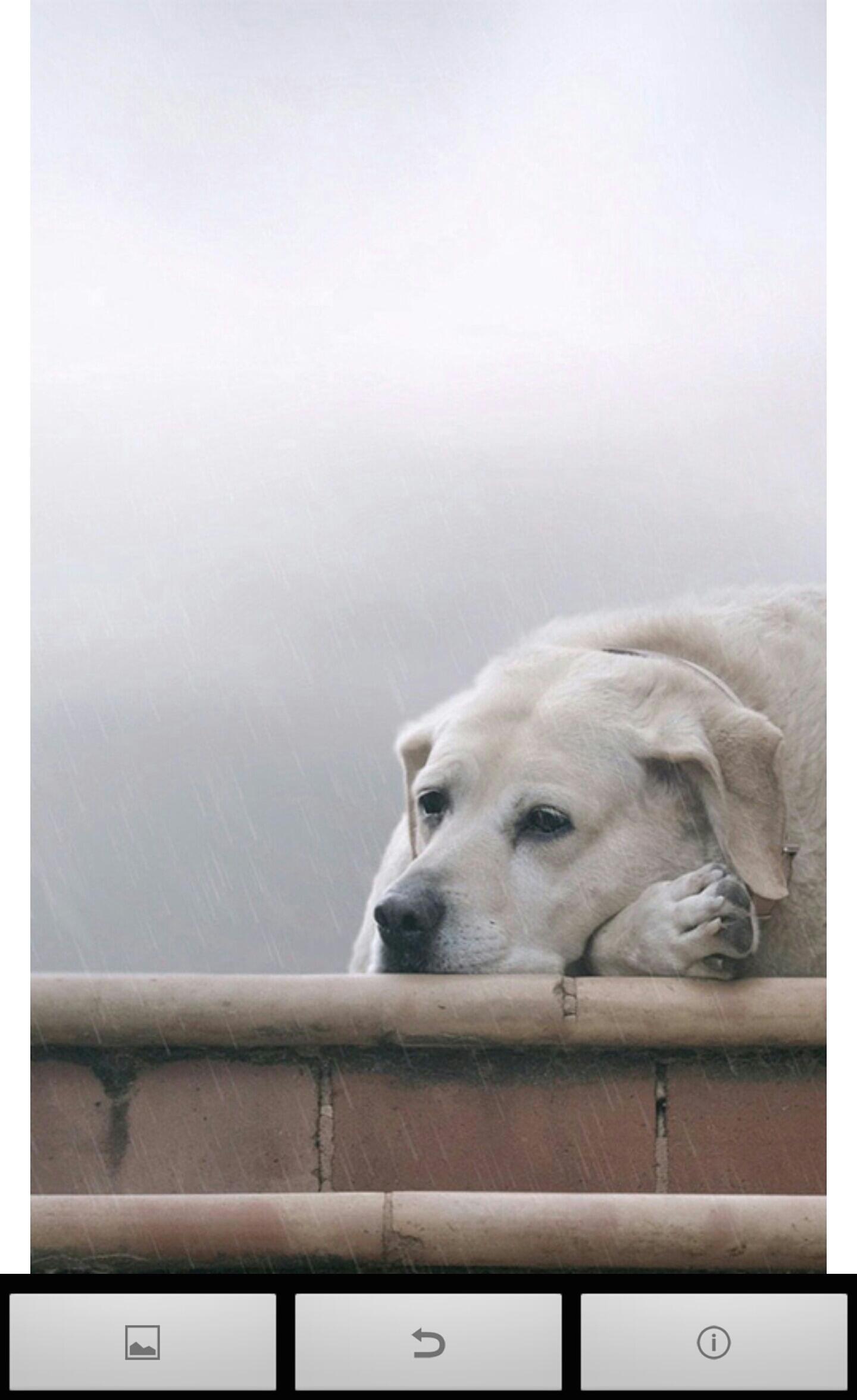 Labrador retriever Wallpaper