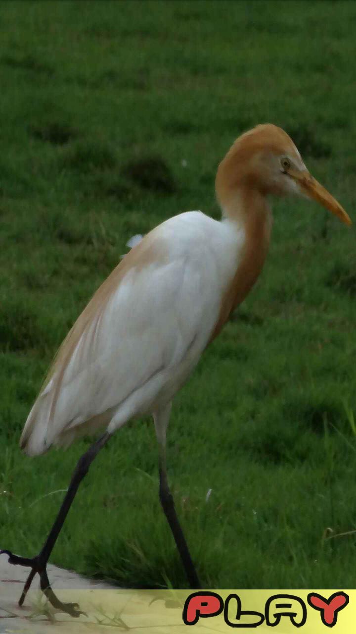 Jig-Saw - fun puzzle game