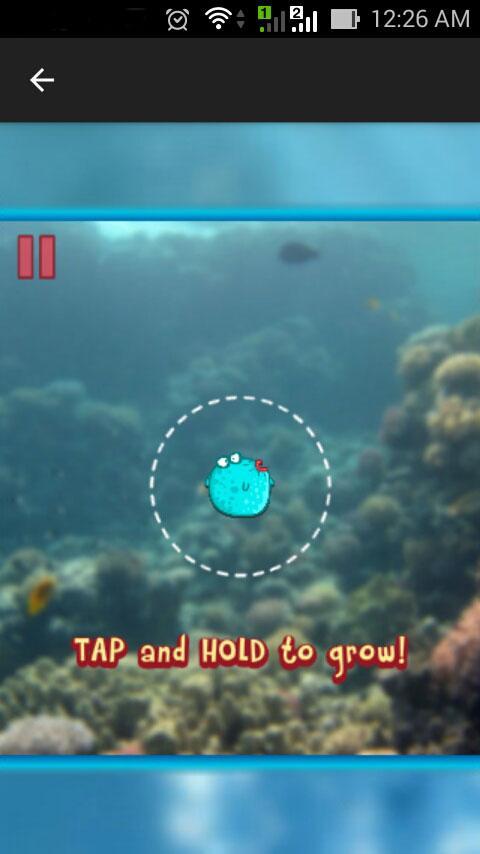 Battle Fish - Ikan Berantem