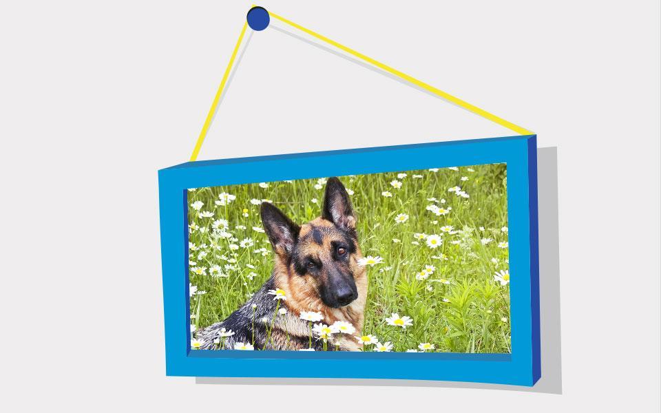 Picture Puzzle: German Shepher