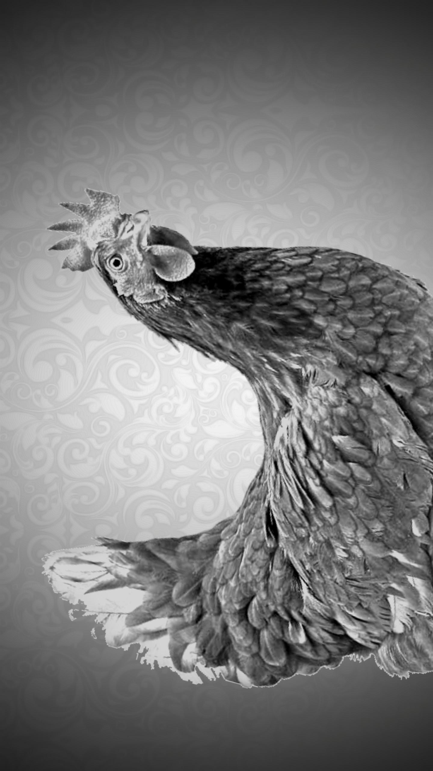 Chicken Game