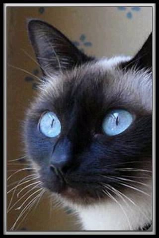 Cat translator
