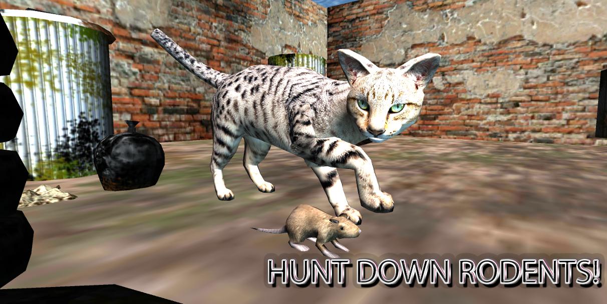 Stray Cat